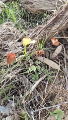Marsilea drummondii, photograph (c) Petra Holland, some rights reserved (CC BY)