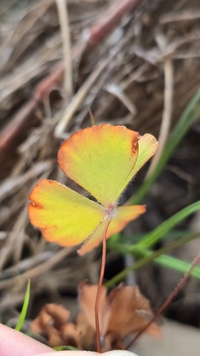 Marsilea drummondii, photograph 6