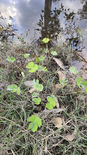 Marsilea drummondii
