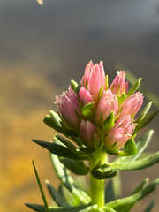 Rhodiola rhodantha, photograph author not stated, no rights reserved