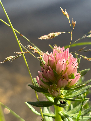 Rhodiola rhodantha, photograph 3