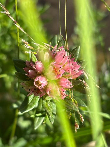 Rhodiola rhodantha, photograph 5
