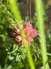 Rhodiola rhodantha, photograph author not stated, no rights reserved