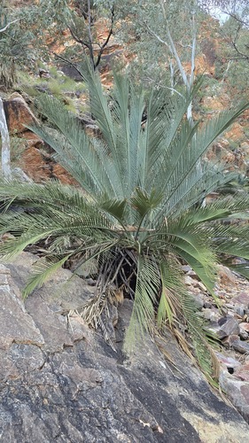 Macrozamia macdonnellii, photograph 2