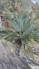 Macrozamia macdonnellii, photograph (c) Petra Holland, some rights reserved (CC BY)