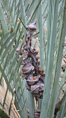 Macrozamia macdonnellii, photograph (c) Petra Holland, some rights reserved (CC BY)