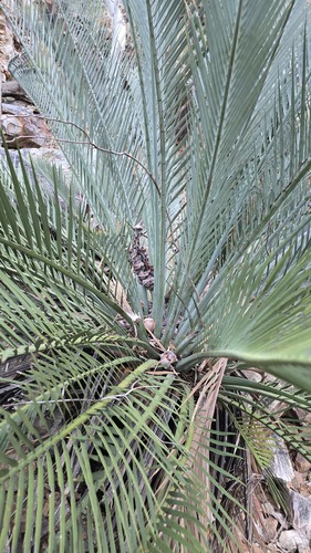 Macrozamia macdonnellii