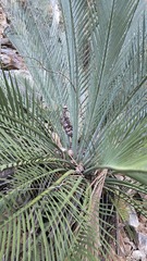 Macrozamia macdonnellii