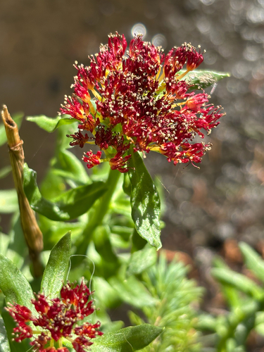 Rhodiola integrifolia, photograph 6