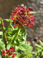 Rhodiola integrifolia, photograph author not stated, no rights reserved