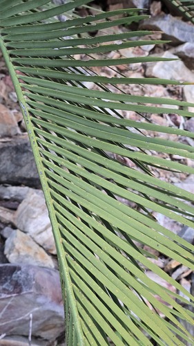 Macrozamia macdonnellii, photograph 4