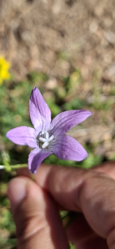 Spreading Bellflower