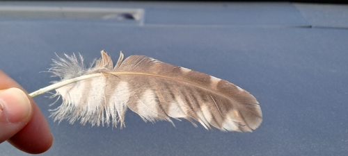 Plume de Chevêche d'Athéna