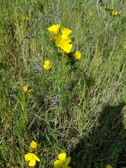 Oenothera serrulata