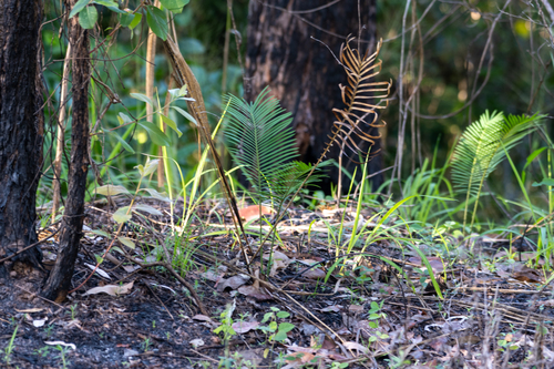 Cycas media