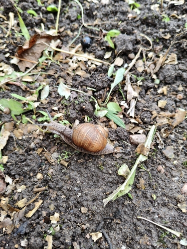 Roman Snail