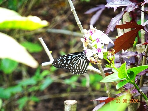 Ideopsis vulgaris macrina
