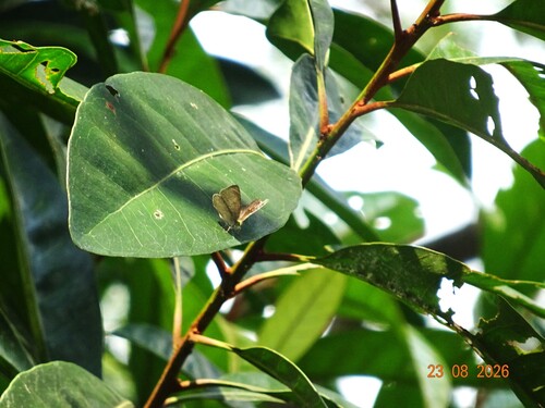 Spalgis epius epius