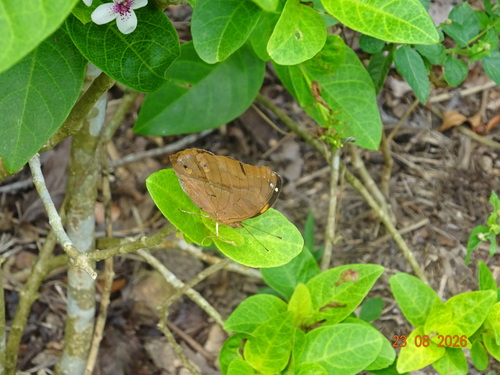Doleschallia bisaltide bisaltide