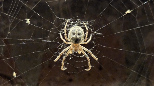Larinioides ixobolus