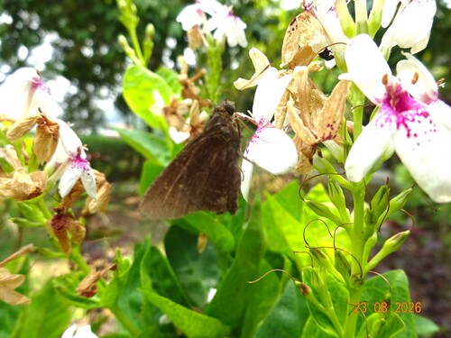 Caltoris cormasa