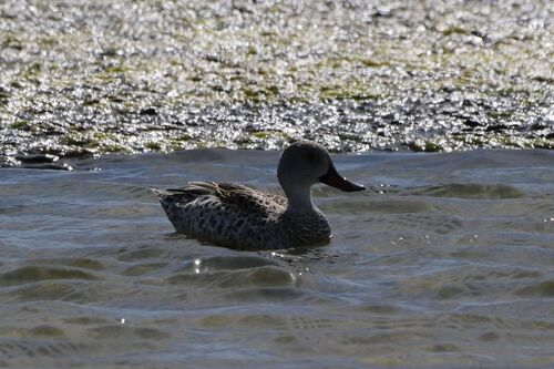 iNaturalist image