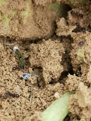 Tetramorium moravicum