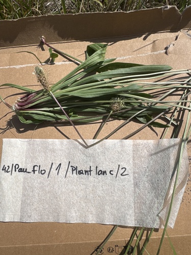 ribwort plantain