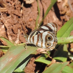 Dynamine postverta postverta