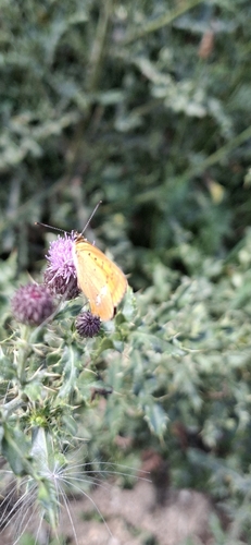 Scarce Copper