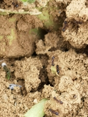 Tetramorium moravicum