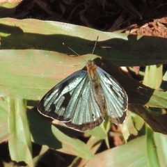 Dynamine postverta postverta