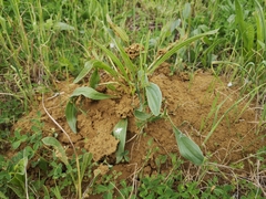Tetramorium moravicum