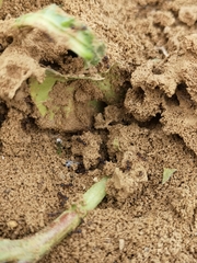 Tetramorium moravicum