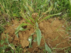Tetramorium moravicum