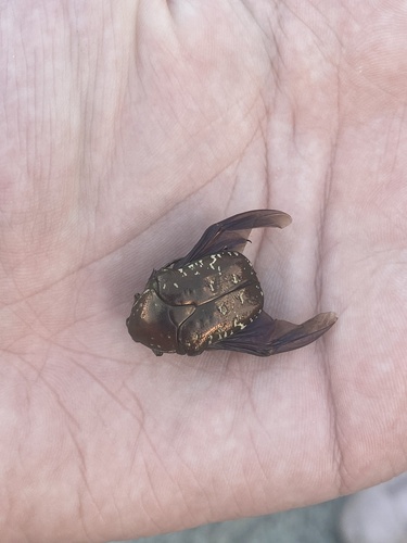 Oriental Flower Beetle