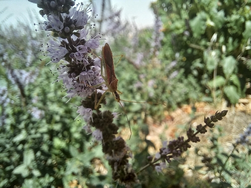 Leafhopper Assassin Bug
