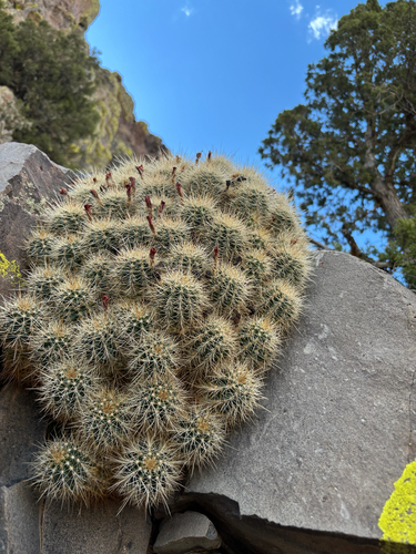 Echinocereus coccineus coccineus