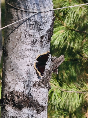 Mourning Cloak