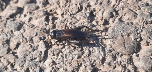 Desert Cricket