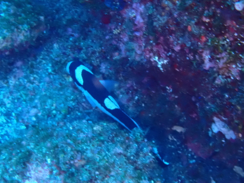 Plectorhinchus picus observed 2026-08-17