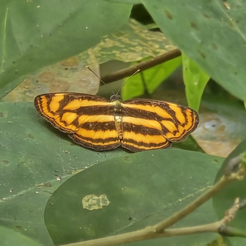 Lasippa tiga