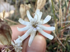 Silene ciliata