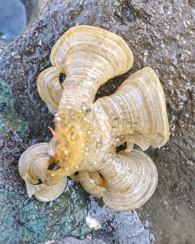 Padina pavonica