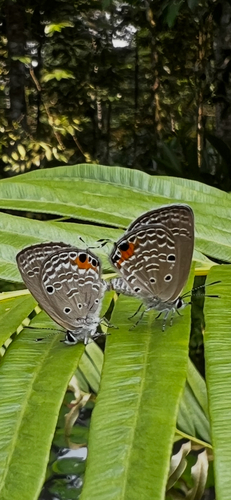 Luthrodes pandava