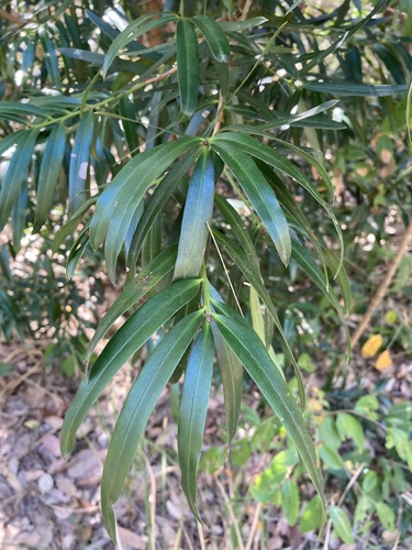 Plum Pine