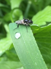 Bibio albipennis