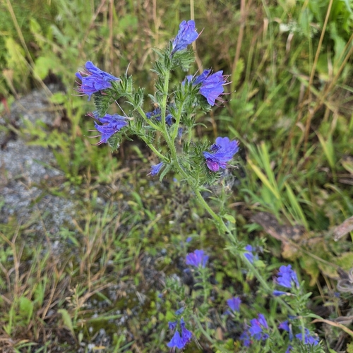 viper's-bugloss