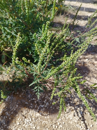 common ragweed