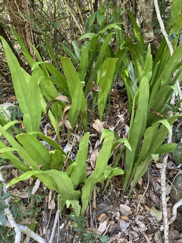 Elkhorn fern